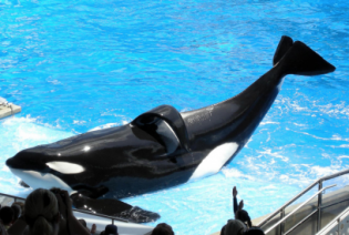Can dolphins read minds?